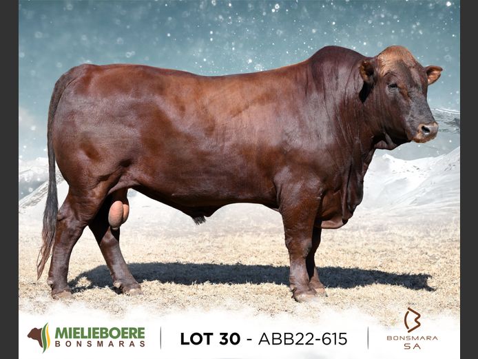 ABB 220615 | ALLEM BROTHERS (PTY) LTD