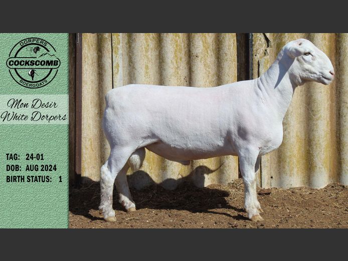 24-01 | Mon Desir White Dorpers