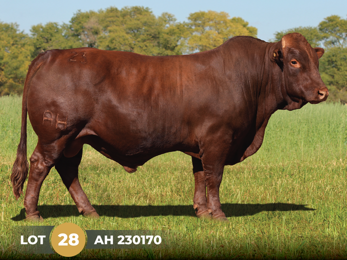 AH  230170 | BOSCHOEK BONSMARAS