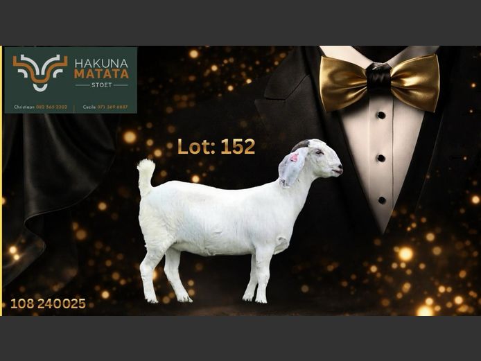 108240025 | Hakuna Matata Savanna stoet