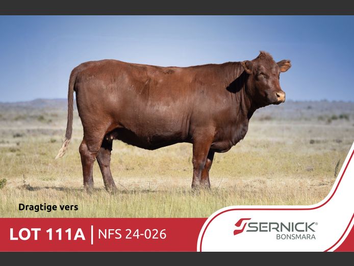 NFS 240026 | SERNICK BONSMARA STOET