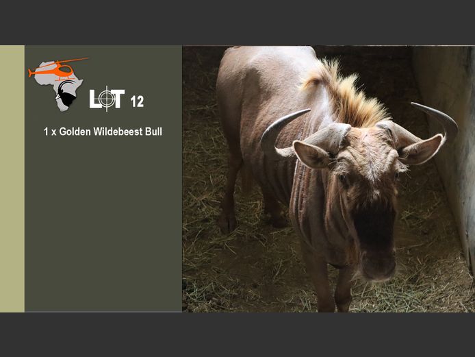 Golden Wildebeest