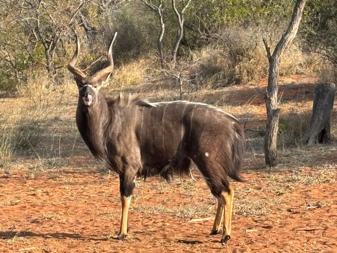 NJALA | YISRAEL GAME
