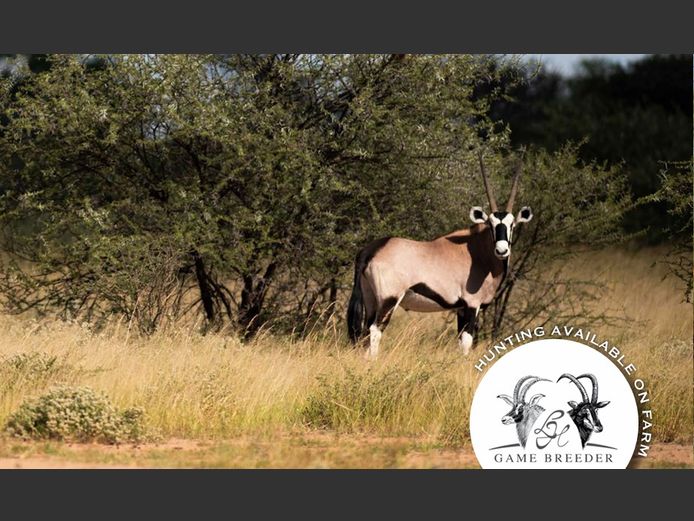  Oryx Bulls 32”+ | WATERBERG PLATO GAME BREEDERS