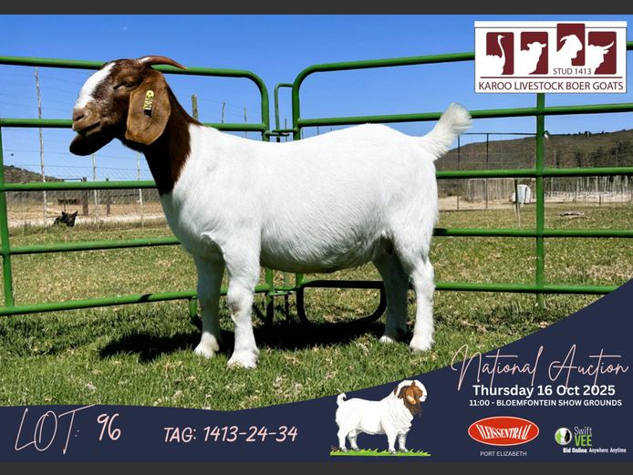 1413-24-034 | Gerrie Ferreira (Karoo Livestock Stud)