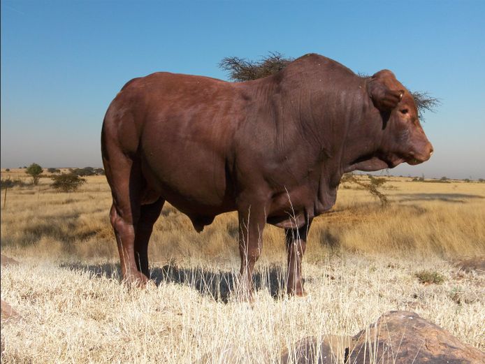 Commercial Animals 