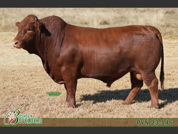 PVN230146 | Boshoek Bovelders