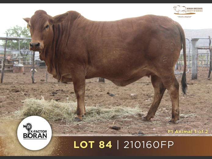 21-0160FP | 23-0007FP | X-FACTOR BORANE