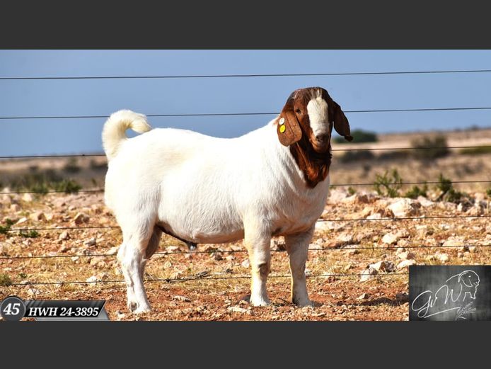 HWH24-3895 | Gert van Wyk