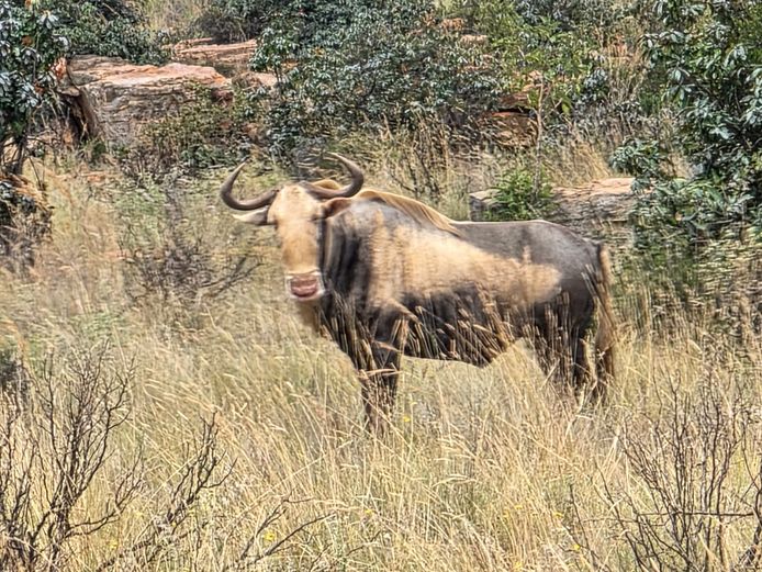 KINGS WILDEBEEST 26" | SABLE HILL SAFASRIS