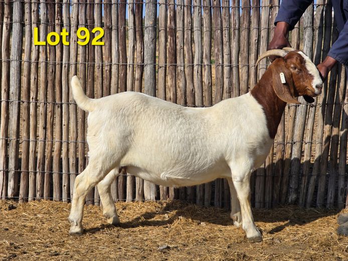 25.55 | Charl Baard Boerbokke
