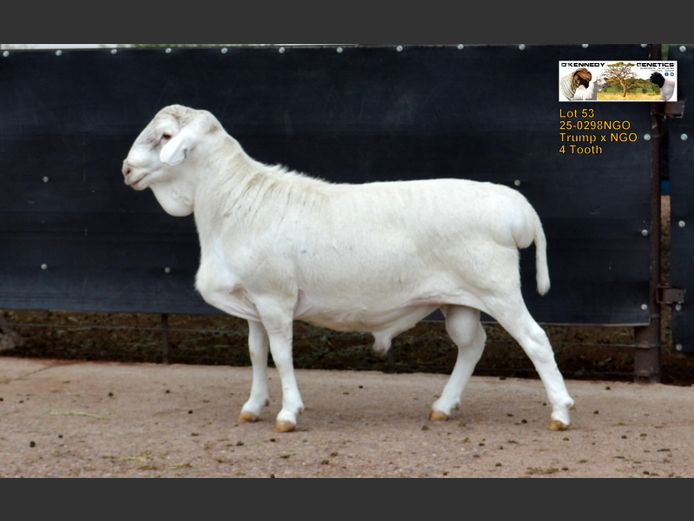 25-0298 NGO | O'KENNEDY GENETICS