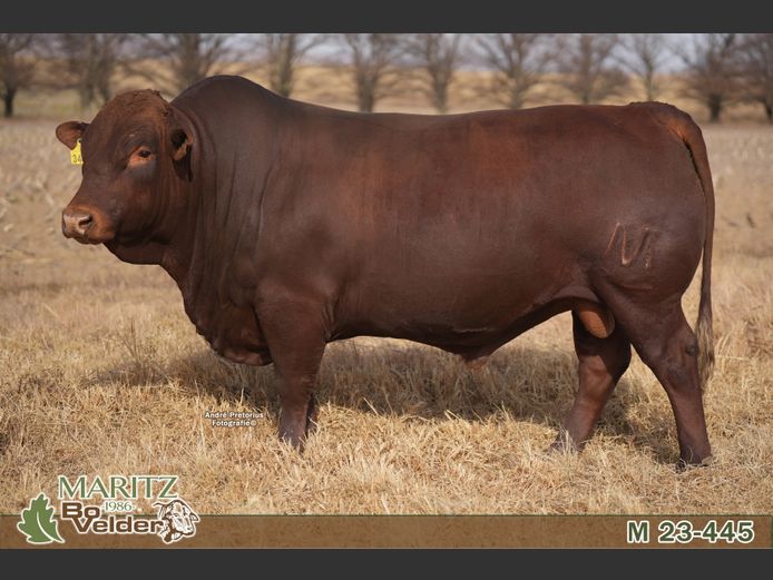 M230445 | Maritz Bovelders