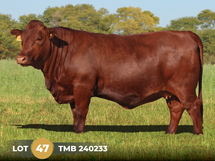 TMB 240233 | THINUS MARITZ BOERDERY