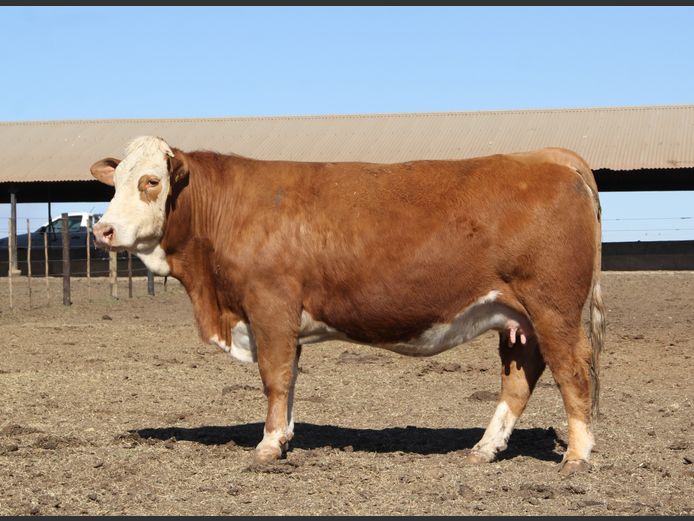 JH2280 | JH VAN BILJON