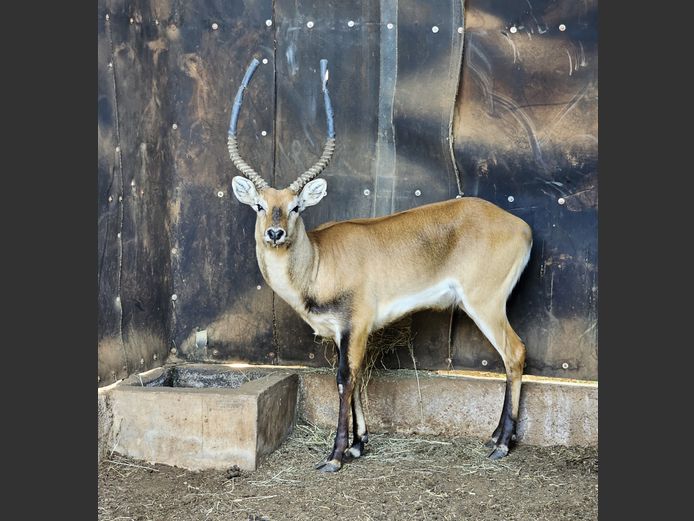 LECHWE | LEBENKELE