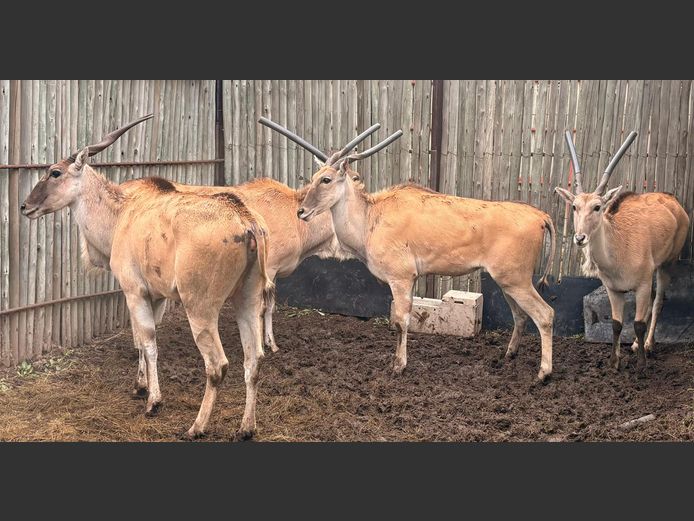Eland Koeie