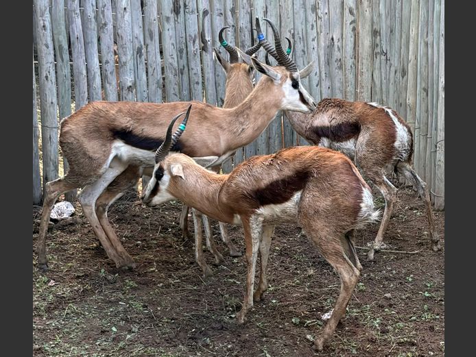 Springbok Jagramme