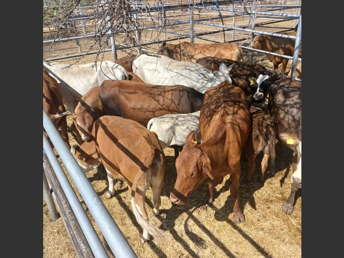 COWS WITH CALVES | DOLL FARMING PREMIUM AUCTION