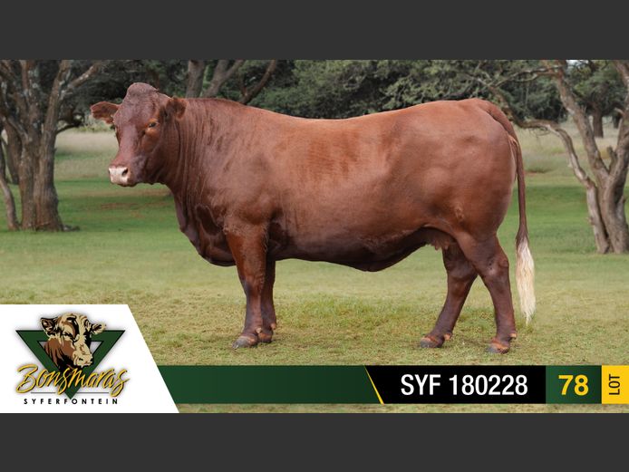 SYF 180228 | SYFERFONTEIN BOERDERY