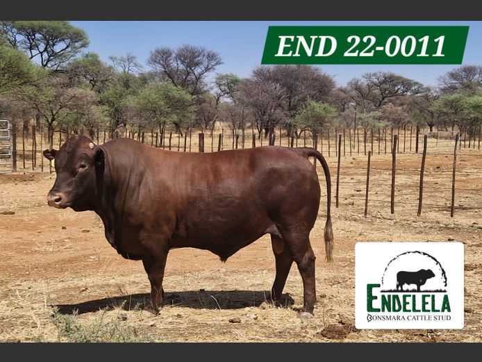 END 220011 | ENDELELA BONSMARA CATTLE STUD