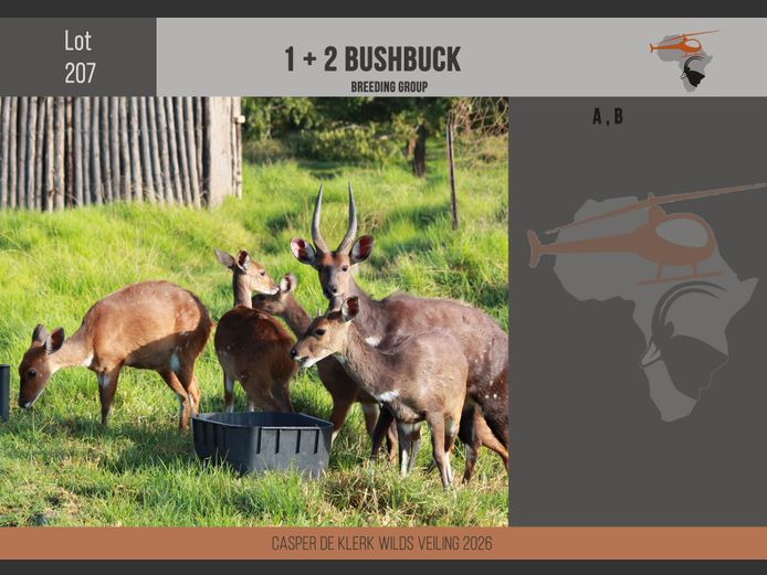 Bushbuck