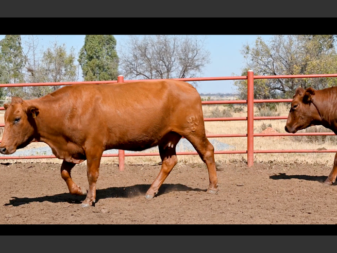 Commercial Animals | GOSSAYN BROS
