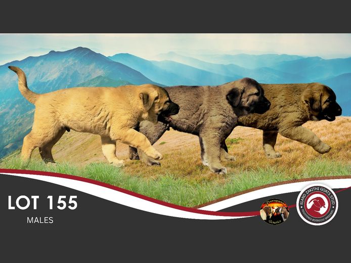 ANATOLIAN SHEPHERD | E ZAKITHI