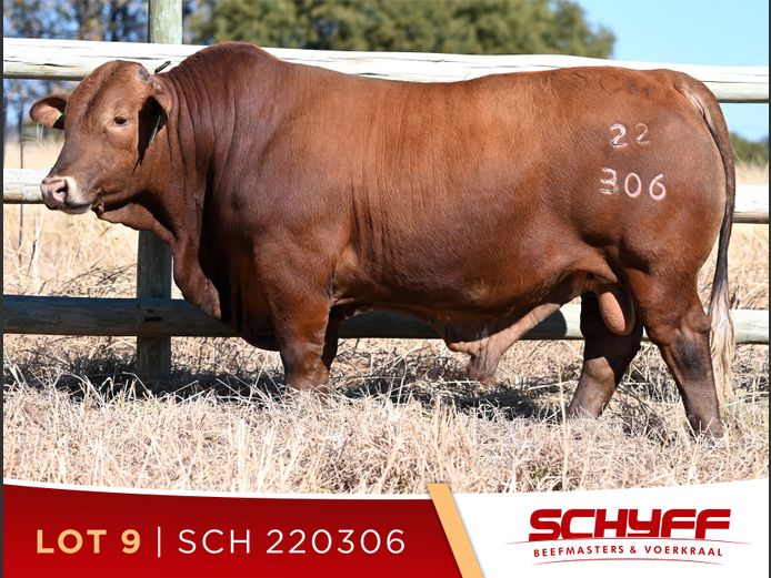 SCH 220306