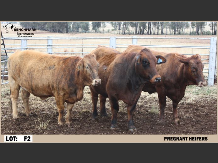 Commercial Females | Benchmark Beefmasters