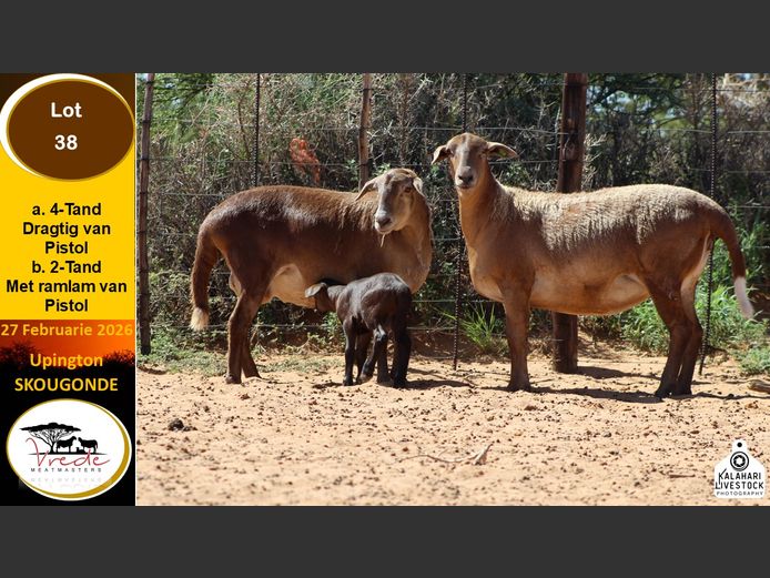 PS 38A | Peter & Christia Scholtz - Vrede Meatmasters