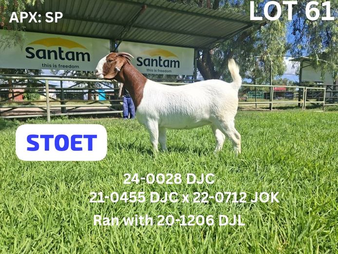 24-0028 DJC | DIRKIE COETZEE