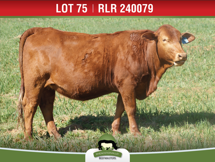 RLR 240079 | J.H. MEYER