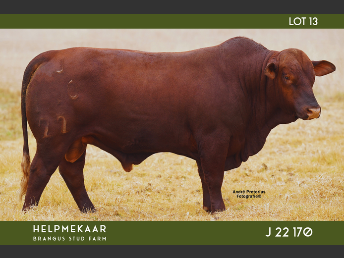 J22170 | CAMPHER, DR. EJ