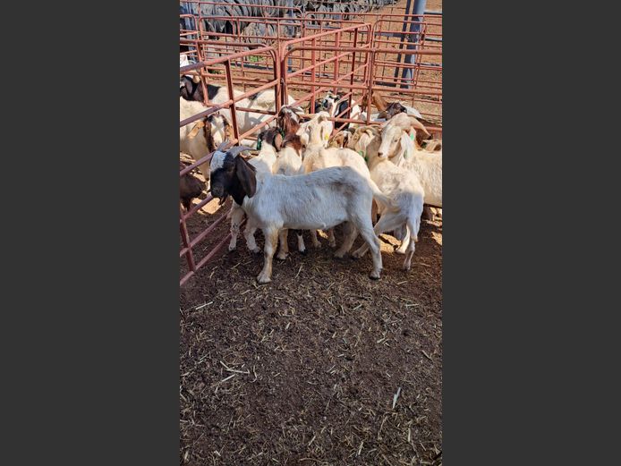 BOERBOK | PETOORS LIVESTOCK