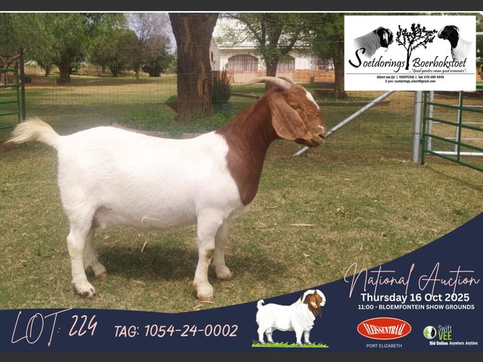 1054-24-0002 | Albert van Zyl (Soetdorings Boerbokstoet)
