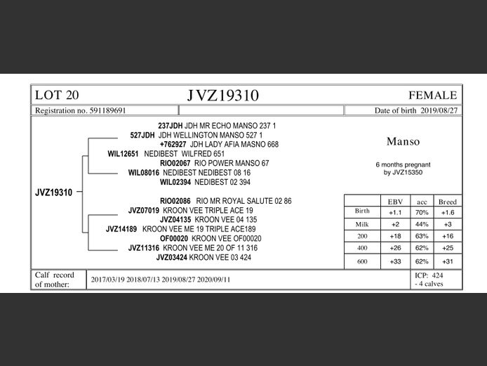 JVZ19-310