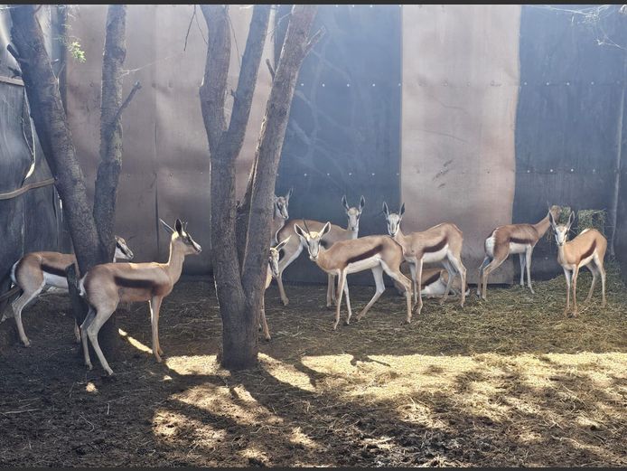 SPRINGBUCK | HELICON