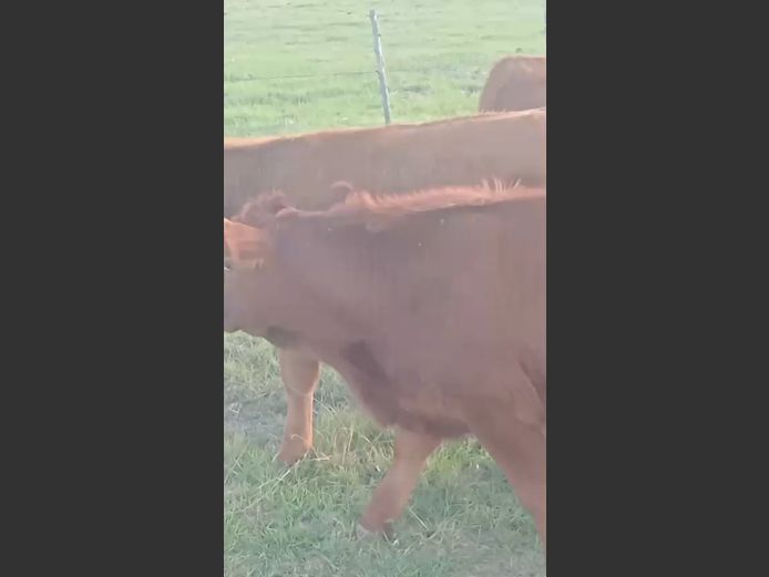 3 Angus os | 1 Hereford os | 1 Angus vers