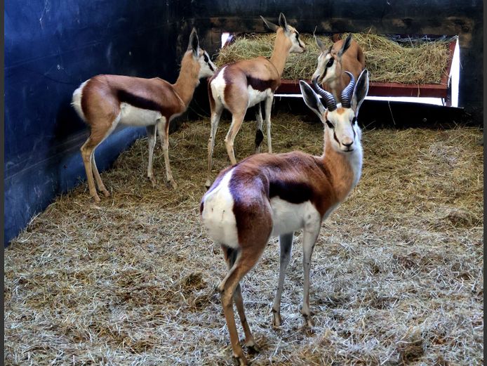 GEWONE SPRINGBOK | DJ BRITS