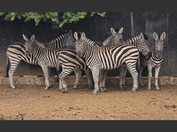 ZEBRA | NYLSVLEI GAME