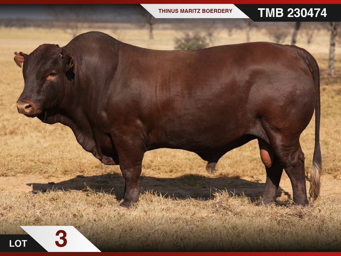 TMB 230474 HH(c) | THINUS MARITZ BOERDERY
