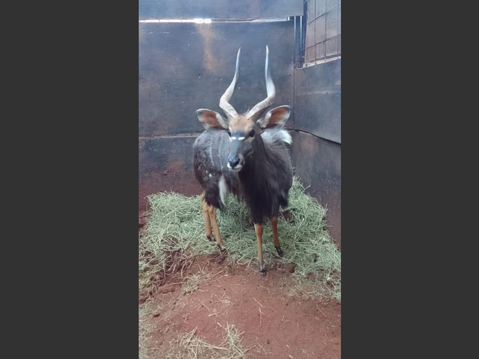 NJALA BUL