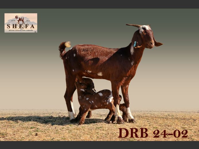 DRB 24-0002 (271 016) | Shefa Besbosmara