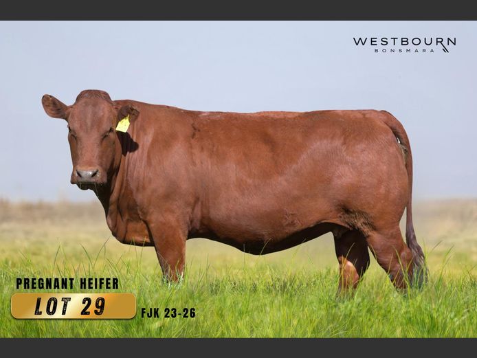 FJK230026 | WESTBOURN BONSMARAS