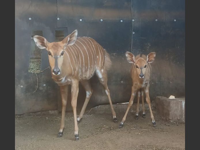 NYALA | S MODIE