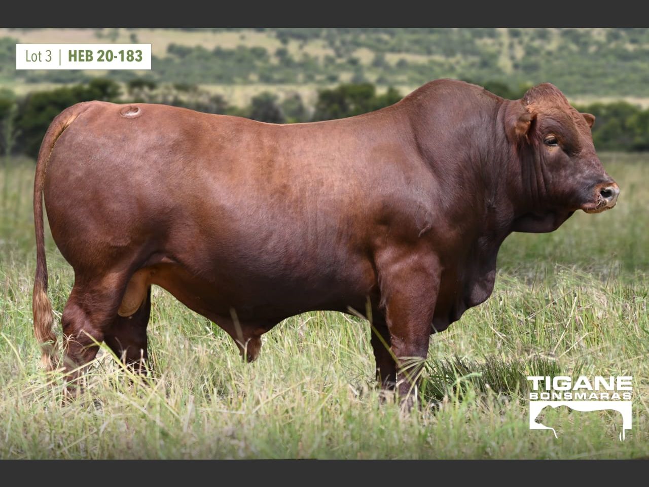 Lot 3 | TIGANE BONSMARAS AANTEELVEILING | SwiftVEE | South Africa’s ...