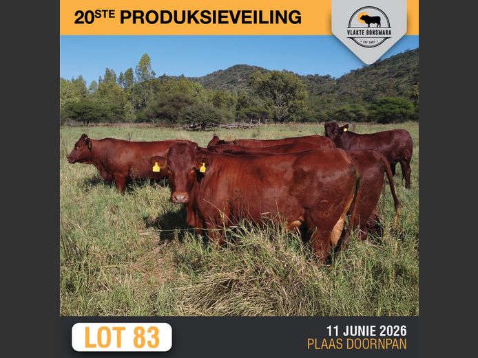 Commercial Animals | MOORDDRIFT BONSMARAS
