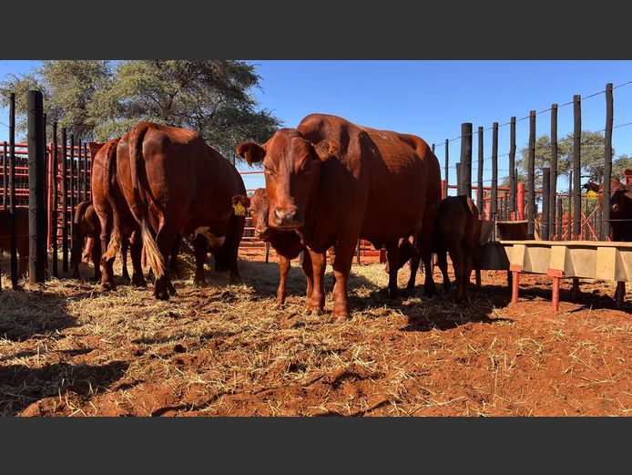 COMMERCIAL FEMALES | HARTEBEESTLOOP BONSMARA