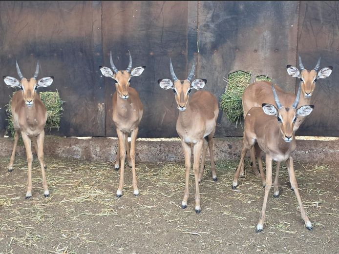ROOIBOK | IMPISI SAFARIS